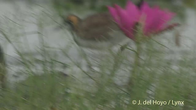 Bronze-winged Jacana - ML201502551