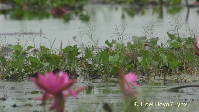 Bronze-winged Jacana - ML201502561