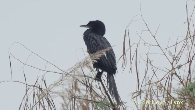 Little Cormorant - ML201502611