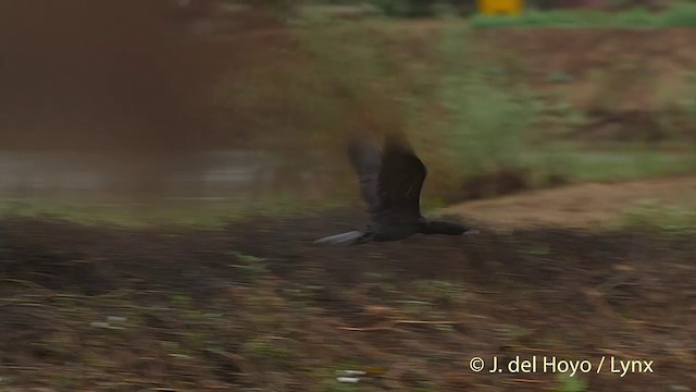 Little Cormorant - ML201502621