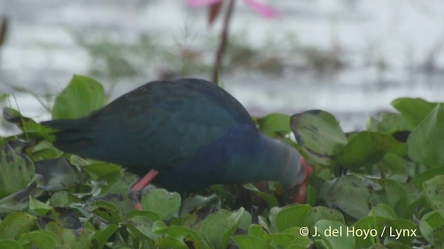 Gray-headed Swamphen - ML201502631