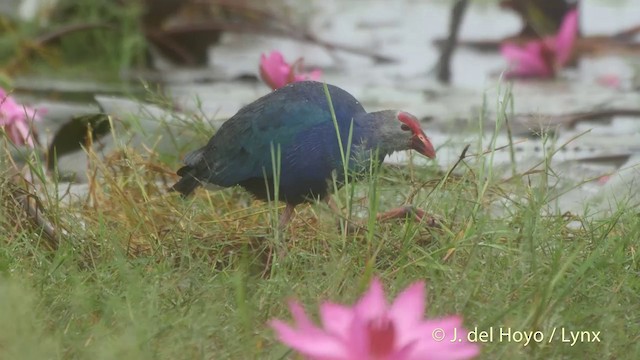 Gray-headed Swamphen - ML201502641