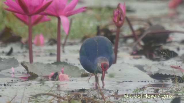 Gray-headed Swamphen - ML201502651