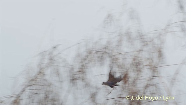 Gray-headed Swamphen - ML201502661