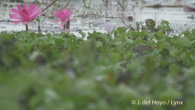 White-browed Crake - ML201502671