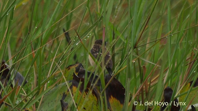 Amur Stonechat - ML201502681