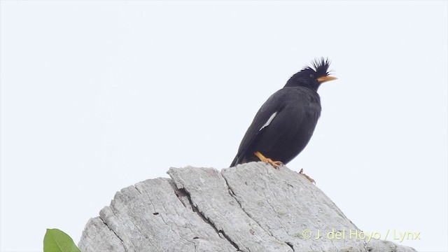 Great Myna - ML201502701