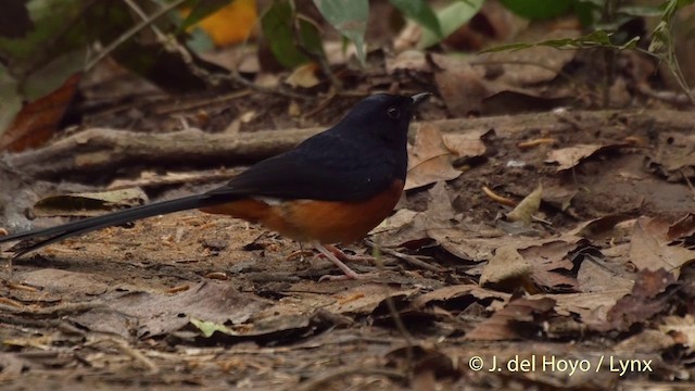 White-rumped Shama (White-rumped) - ML201502751