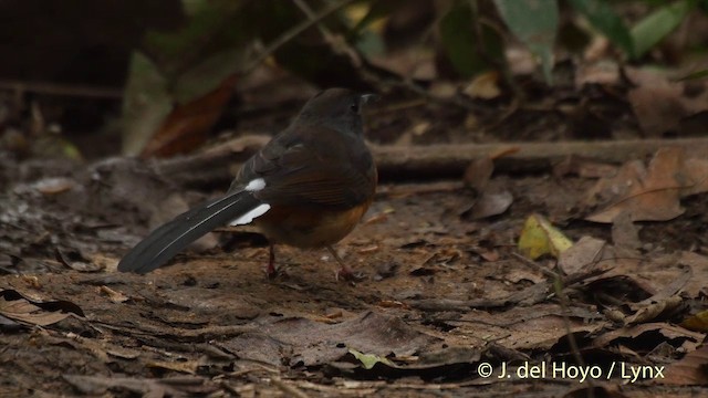 White-rumped Shama (White-rumped) - ML201502761