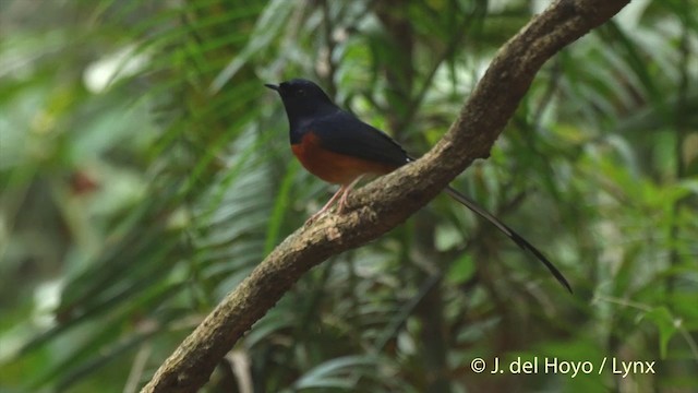 White-rumped Shama (White-rumped) - ML201502771