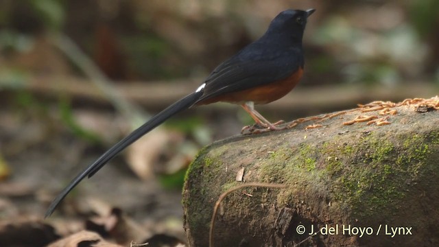 White-rumped Shama (White-rumped) - ML201502781