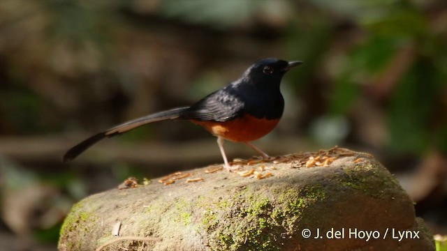 White-rumped Shama (White-rumped) - ML201502791