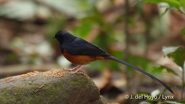 White-rumped Shama (White-rumped) - ML201502801