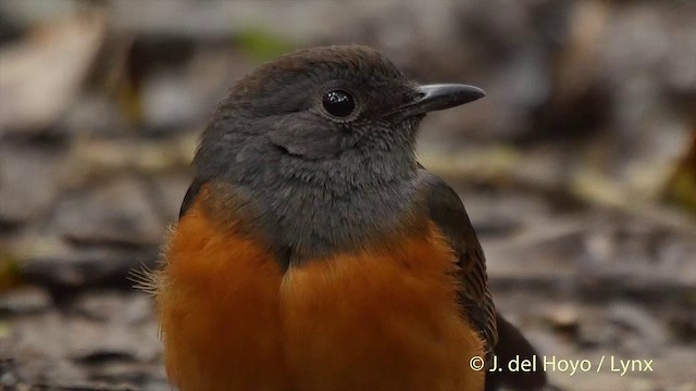 White-rumped Shama (White-rumped) - ML201502811