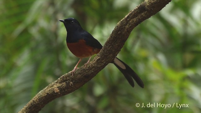 White-rumped Shama (White-rumped) - ML201502821