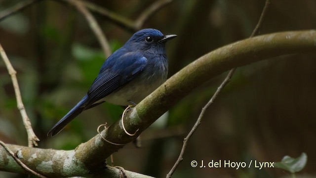 Hainan Blue Flycatcher - ML201502831