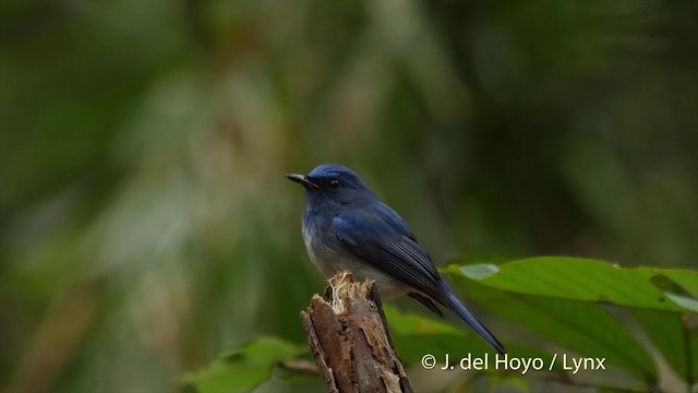 Hainan Blue Flycatcher - ML201502841