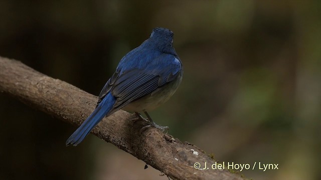 Hainan Blue Flycatcher - ML201502851