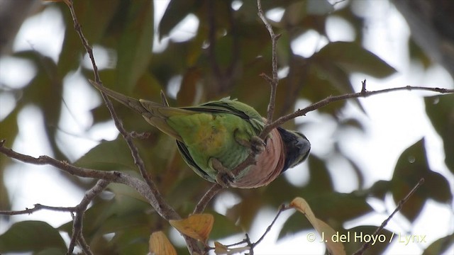 ダルマインコ - ML201502901