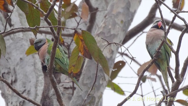 ダルマインコ - ML201502931