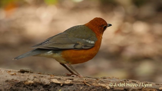 Orange-headed Thrush (Orange-headed) - ML201502991