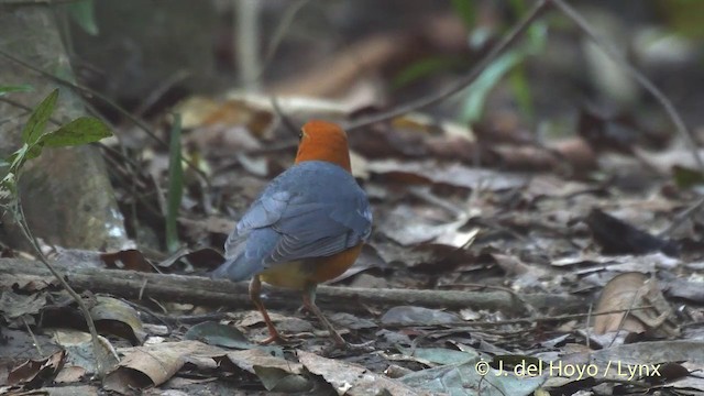 Orange-headed Thrush (Orange-headed) - ML201503011