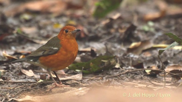 Orange-headed Thrush (Orange-headed) - ML201503031