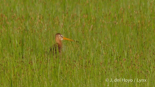 Black-tailed Godwit (European) - ML201503101
