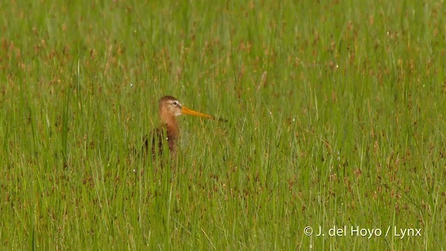 オグロシギ（limosa） - ML201503101