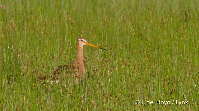 Black-tailed Godwit (European) - ML201503111
