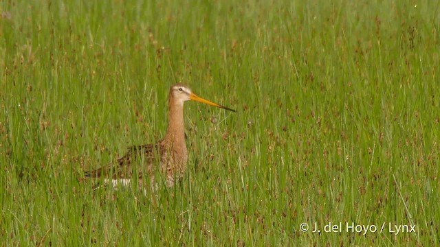 オグロシギ（limosa） - ML201503111