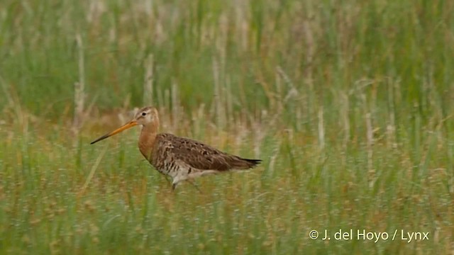 Black-tailed Godwit (European) - ML201503161