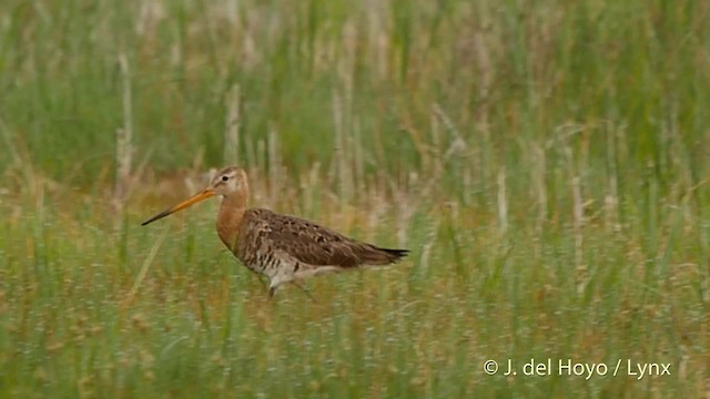 オグロシギ（limosa） - ML201503161