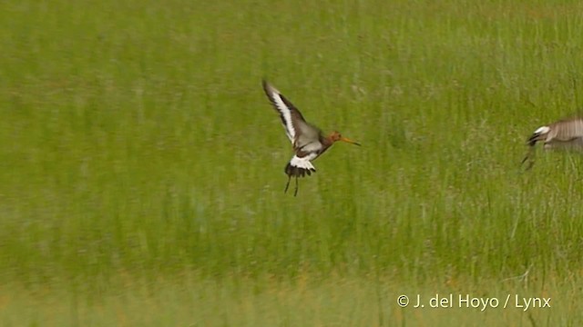 Black-tailed Godwit (limosa) - ML201503171