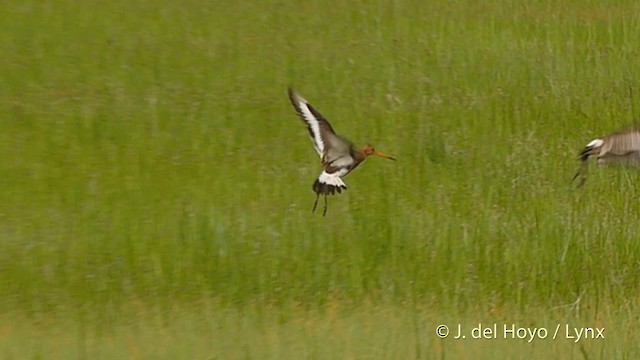 Black-tailed Godwit (European) - ML201503171