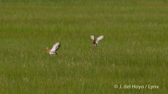 Black-tailed Godwit (European) - ML201503211