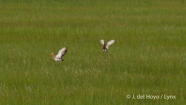 オグロシギ（limosa） - ML201503211