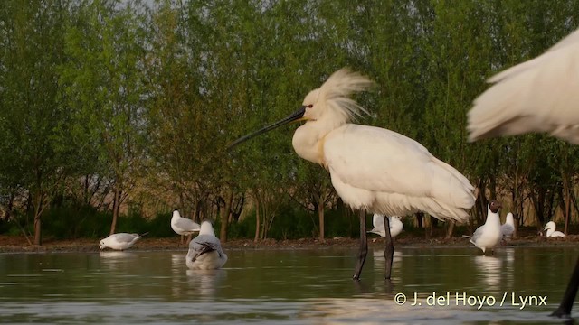 Eurasian Spoonbill - ML201503311