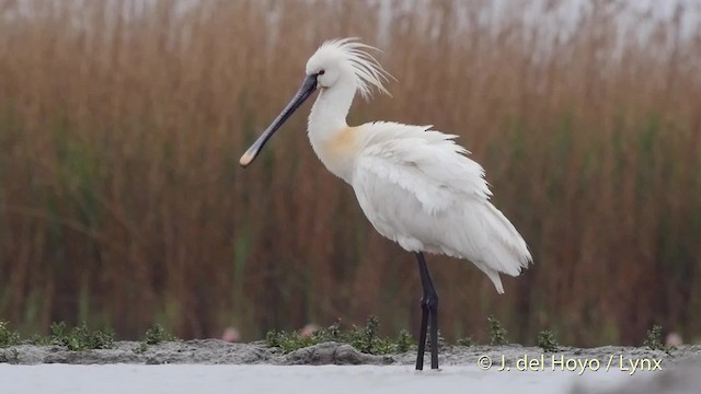 Eurasian Spoonbill - ML201503321