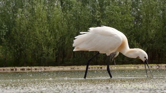 Eurasian Spoonbill - ML201503331