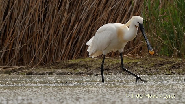 白琵鷺 - ML201503451