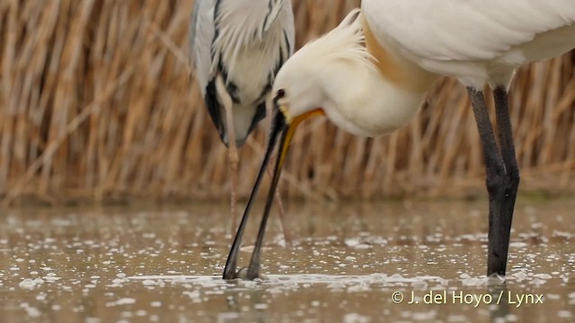 Eurasian Spoonbill - ML201503461