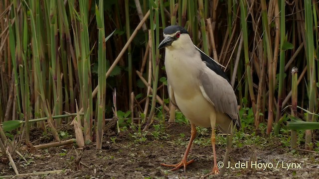 Квак звичайний (підвид nycticorax) - ML201503511