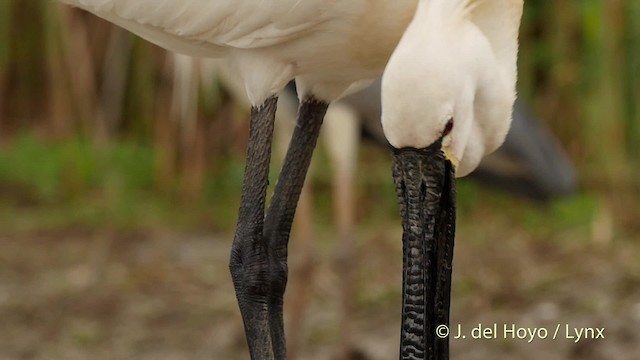 Eurasian Spoonbill - ML201503521