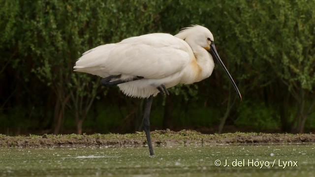 Eurasian Spoonbill - ML201503531