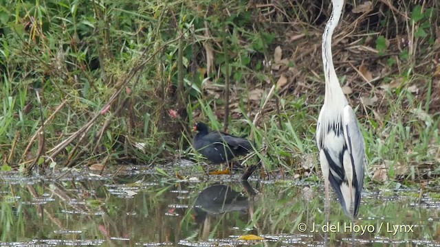 Common Gallinule (American) - ML201503571