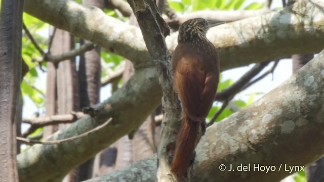 Cocoa Woodcreeper (Lawrence's) - ML201503581