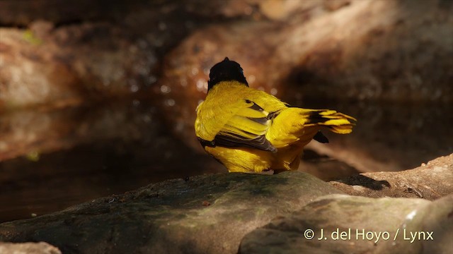 Bulbul cap-nègre - ML201503691