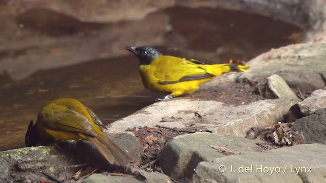 Bulbul cap-nègre - ML201503701