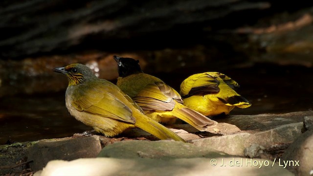 Black-headed Bulbul - ML201503711